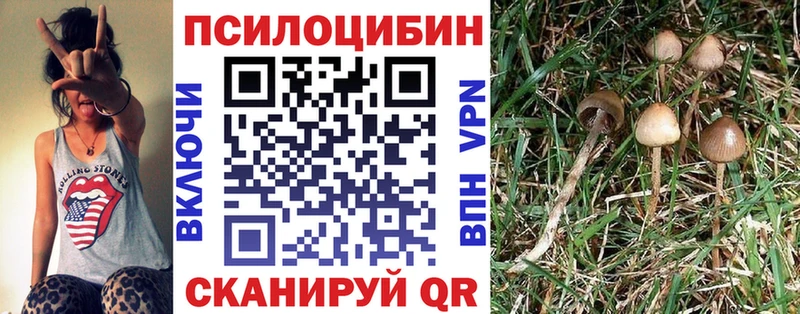 Псилоцибиновые грибы Psilocybe  Купить где  Кстово 